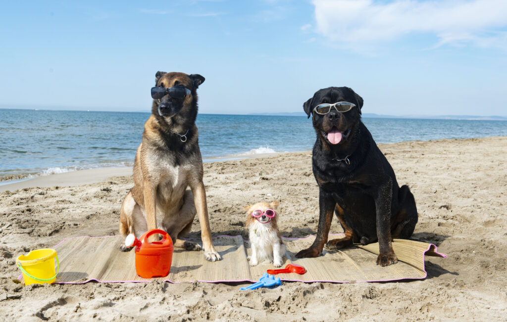 olas de calor en perros en verano