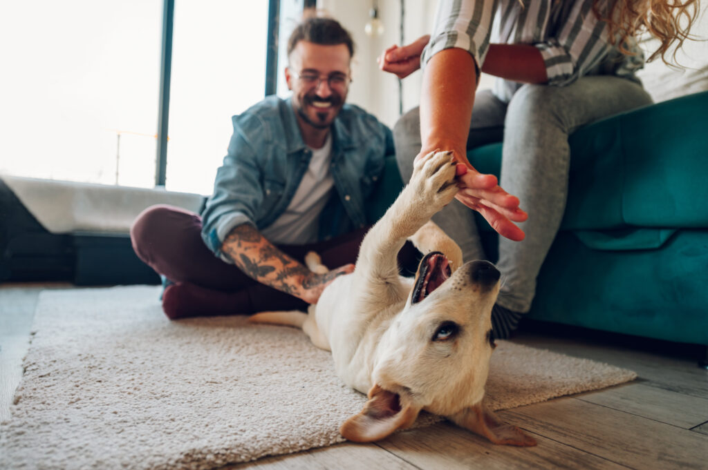 Consejos para una integración exitosa de un perro adoptado en tu familia
